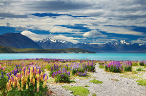 Lupins in the Mackenzie basin, looking toward Mt Cook