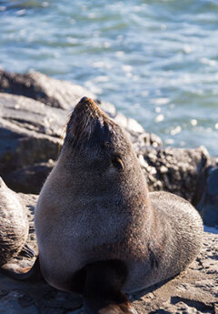 Sunbathing Fur Seal