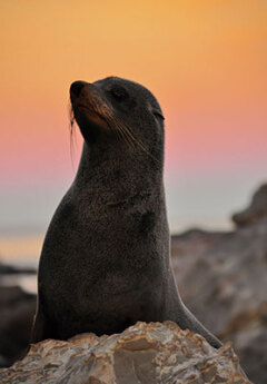 Image of New Zealand fur seal during sunset