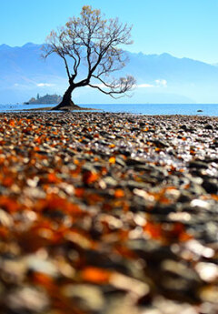 The Wanaka tree and Lake Wanaka on a sunny day