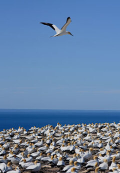 Colony of gannet birds in Napier