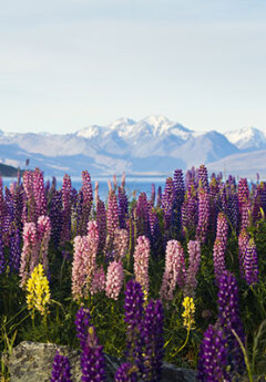 Colorful lupins and view of Mt Cook National Park