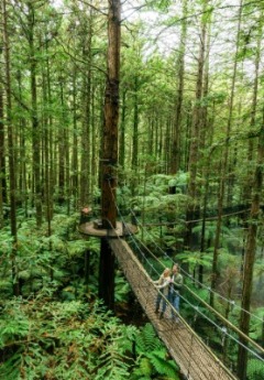 A couple strolls on the swing bridges, high among the redwoods' canopy.