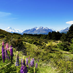 Purple lupins bloom in a green field with snow-capped mountains in the distance.