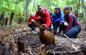 Weka at Stewart Island