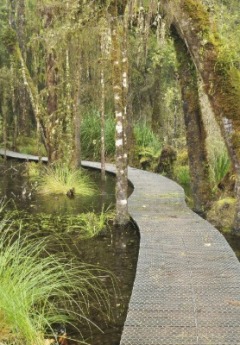 A winding wooden walkway passes through a swampy, mossy forest.
