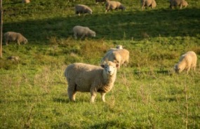 New Zealand sheep