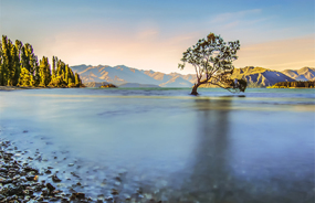 View of the famous Lake Wanaka Tree