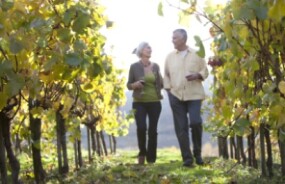 Walking between the vines on a NZ winery