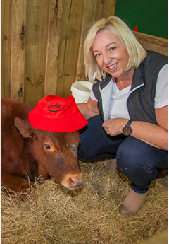 Woman petting a cow in Agrodome, near Rotorua