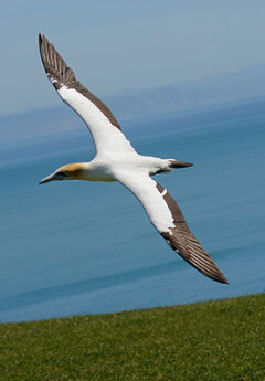 Gannet, Napier, New Zealand