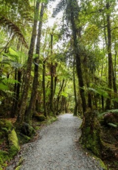 A gravel path leads through a dense rainforest filled with tall trees and ferns.