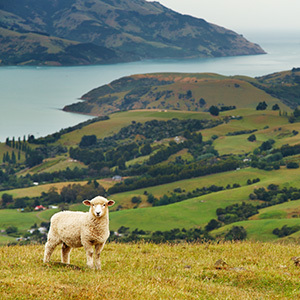 Stroll with the sheep on the Otago Peninsular, Dunedin