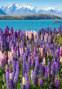 Colorful lupins in Mt Cook National Park