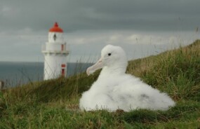 Albatross in Dunedin