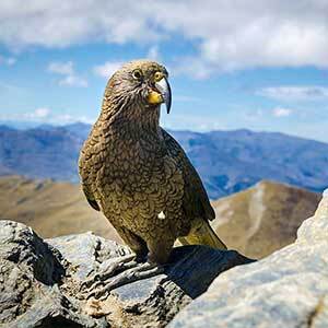 Kea