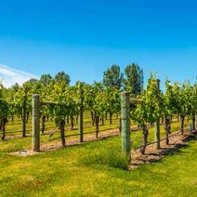 Sample some of New Zealand's famous wines