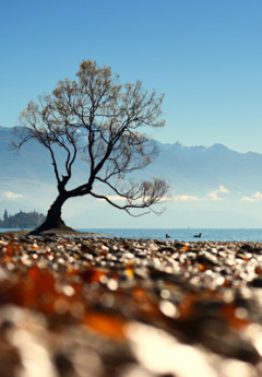 The Wanaka Tree coated in leaves and Lake Wanaka in the background