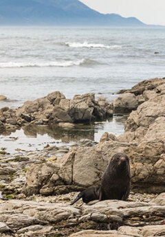 A fur seal resting on Kaikoura coast