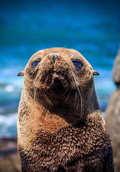 Image of a baby fur seal near Kaikoura