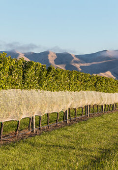 View of a vineyard in Marlborough