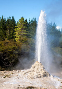 Lady Knox geyser near Rotorua