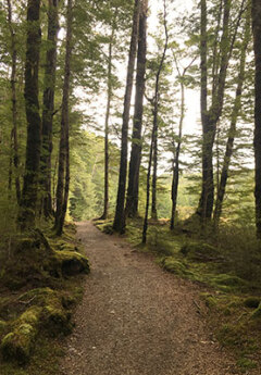 Image of the Kepler forest track in Fiordland National PArk