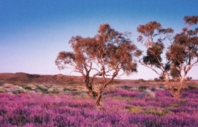 South Australian outback