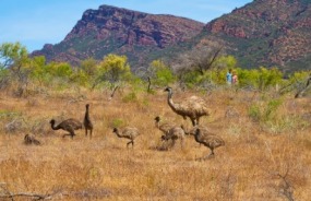 Emu in the outback