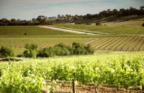 Clare Valley vineyard
