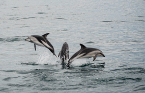 Dolphins playing in Kaikoura Harbour