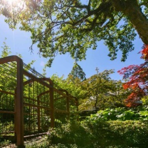 Sunlight filters through the trees over a winding wooden path, with a fence on the left.