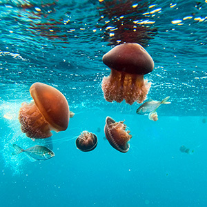 Jellyfish swimming in turquoise water