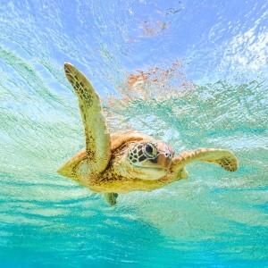 A green turtle swims in clear water in the Great Barrier Reef, Australia