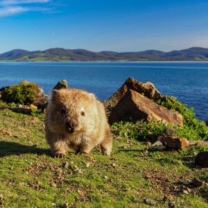 A wombat on Maria Island, Tasmania