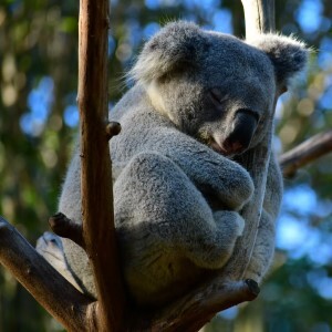 Koala sleeping in a tree, Australia