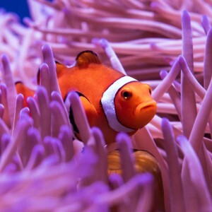 Clown fish hiding in a bright pink anemone