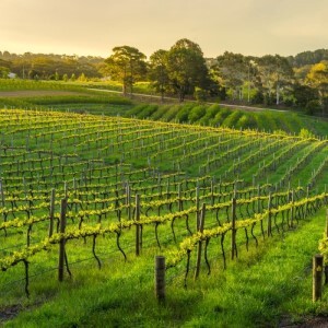 Sunset over a vineyard in the Barossa Valley, Australia
