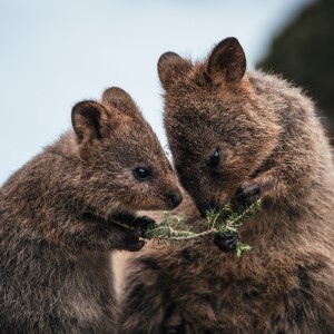 Quokkas on Rottnest Island, Western Australia