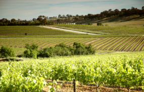 Clare Valley winery