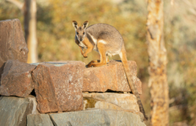 Rock Wallaby
