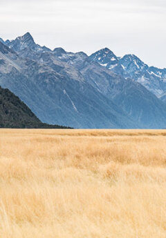 Fiordland plains