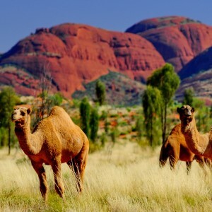 Wild camels in the Northern Territory, Australia