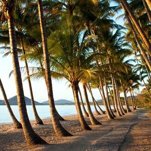 Path framed by palm trees in Palm Cove near Cairns