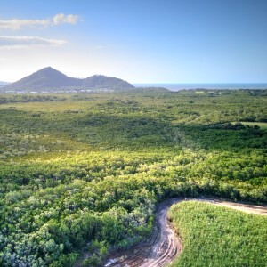 View of Mangroves outside of Cairns, Australia