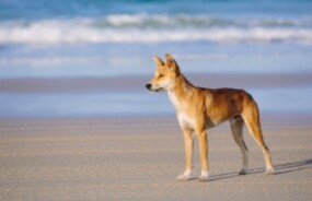 Dingo on the beach in Fraser Island