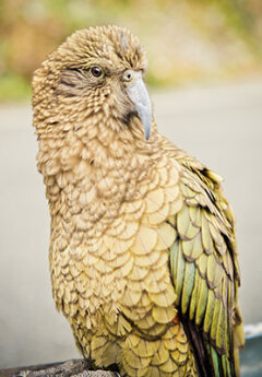 Kea Alpine Parrot, Arthurs Pass, New Zealand