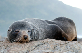 New Zealand fur seal