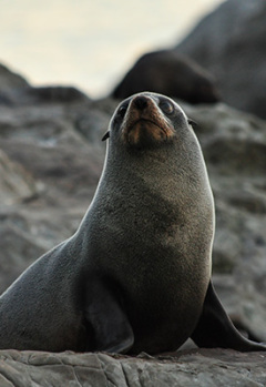 A New Zealand fur seal rests on a rock, looking up.