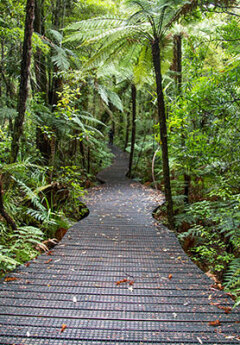 Waipoua Forest, Northland New Zealand